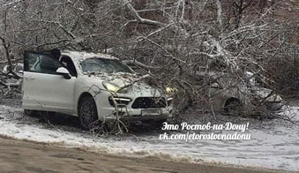 Дерево в Ростове рухнуло на три иномарки: видео